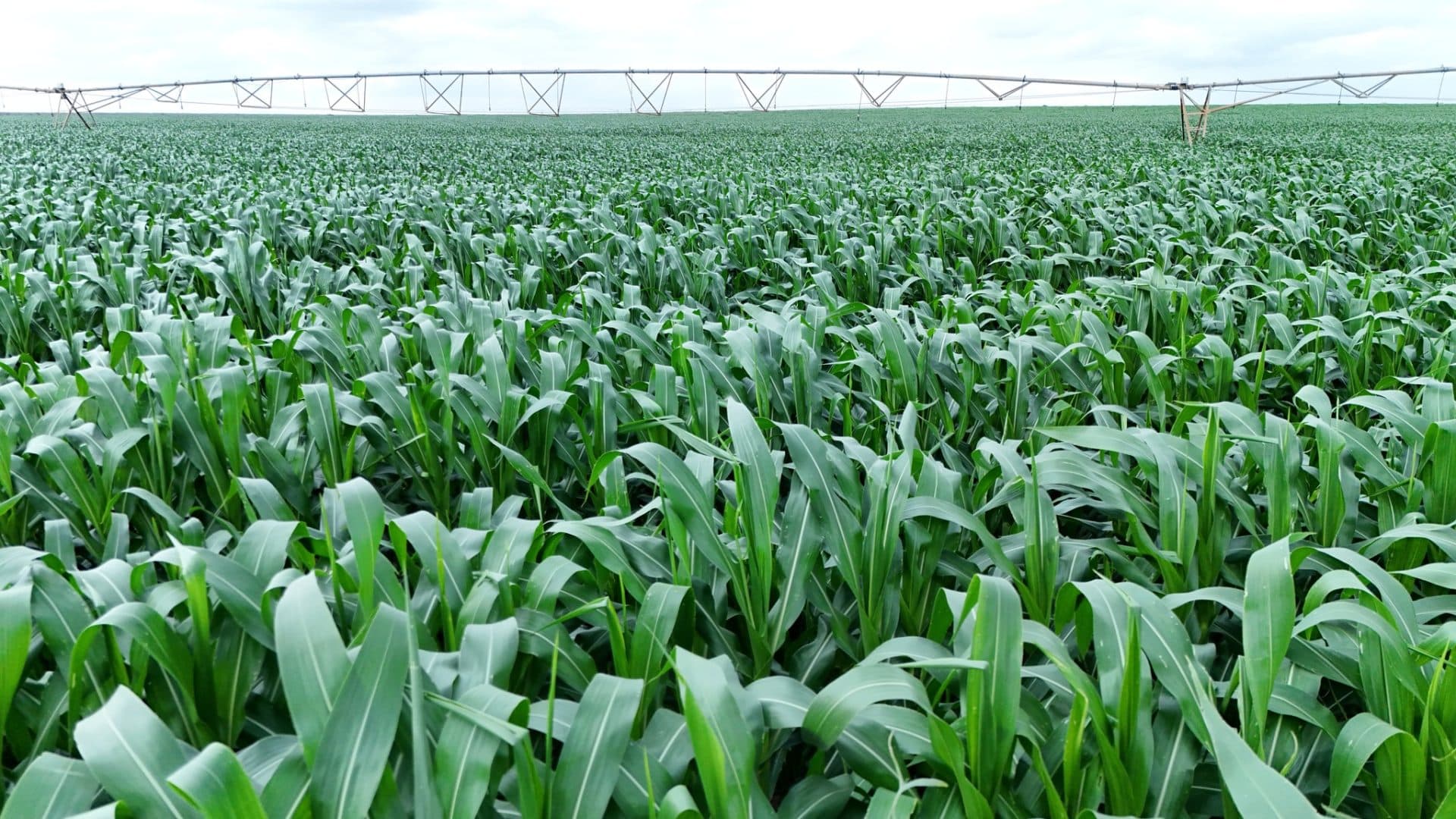 Galana-Kulalu Irrigation Project Gets Sh12.5B PPP Boost