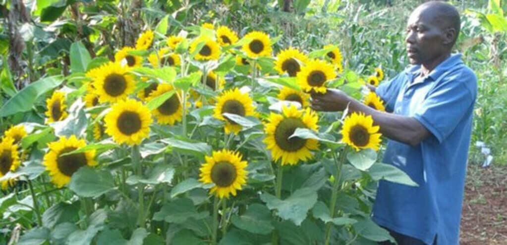 Sunflower growers unable to access government-promised seeds