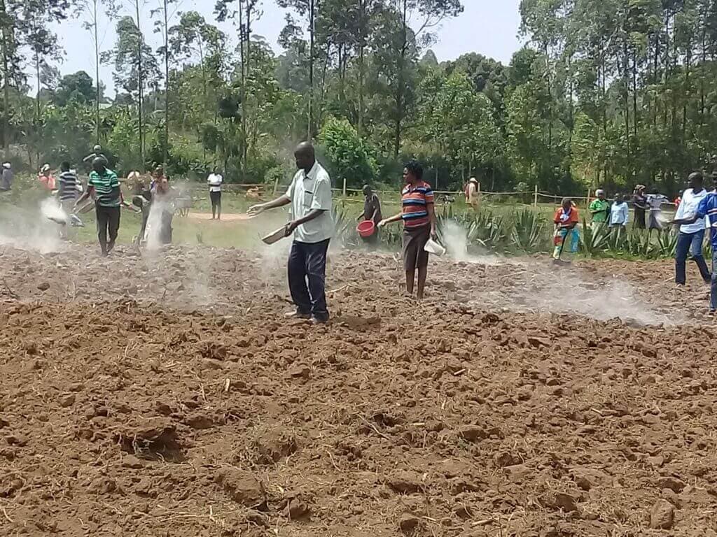 Farmers use lime to raise yields 50%+ as acid rips up Kenya’s richest soils