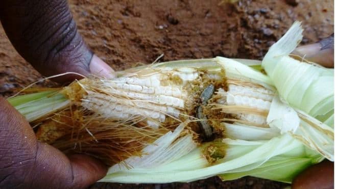 Scientists discover wasps that can kill 70 per cent of fall armyworm pests