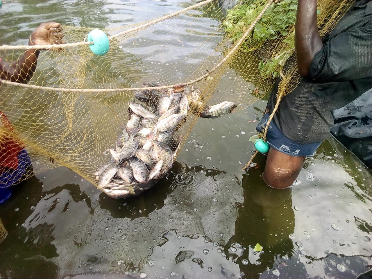 Kakamega fish co-operative set to save farmers from fetching fingerlings from far counties