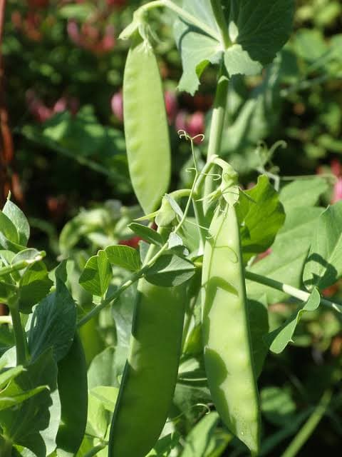 Fertiliser prices to hit record peaks owing to external market forces