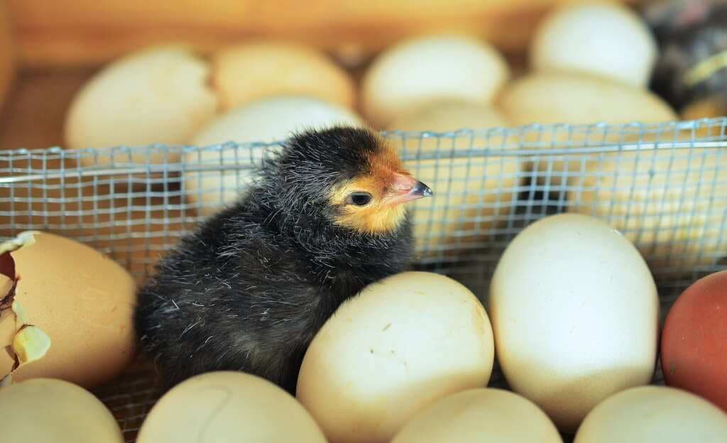 Poultry farmers face month-long wait times on limited F1 egg supplies