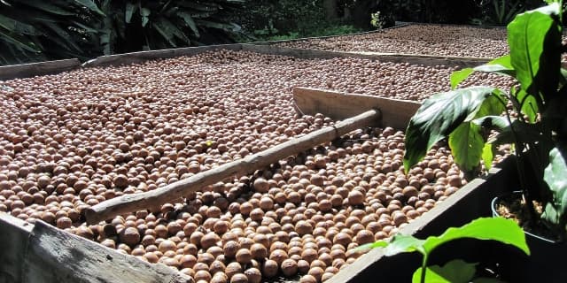 Association to link 10,000 Macadamia nut farmers to markets as crop prices triple