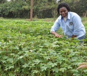 JKUAT selling nine varieties of indigenous vegetables released by KEPHIS