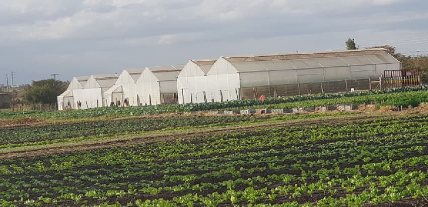 Isinya farm cuts middlemen with 64 member WhatsApp group