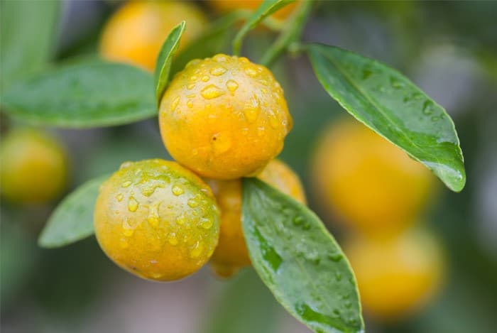 FarmBiz TV: Grafted orange trees deliver higher quality fruits faster.