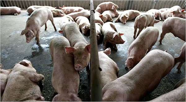 E-Pig assists farmers in pig rearing, boosting yields