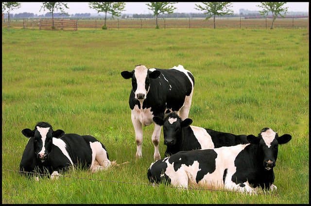 Vitamark Joto livestock salt boosts estrus rate in dairy cows