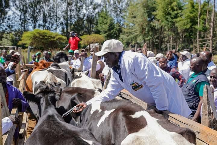 Uasin Gishu intensifies livestock disease control amid prolonged drought