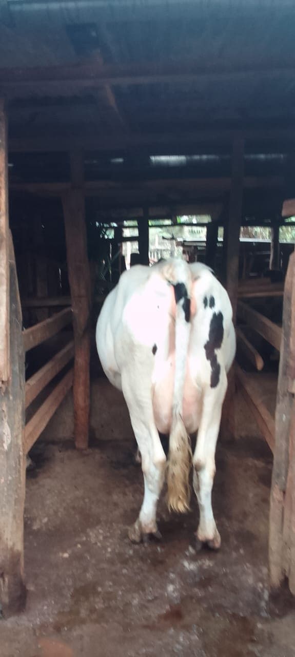 Timed insemination saves Nyeri farmer from quitting dairy after cows fail to conceive