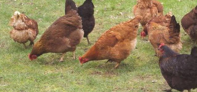 Proper indigenous chicken management increases production