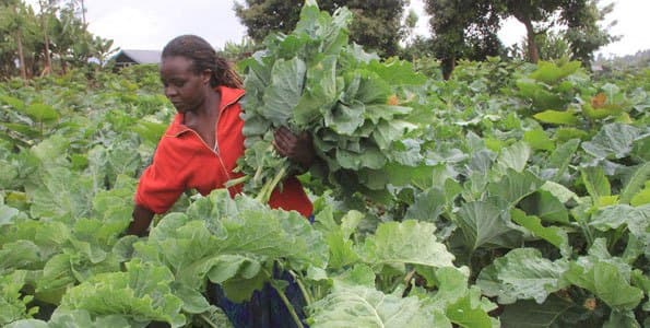 Cabbages, kales and tomatoes earns graduate Sh120,000 in profits in three months