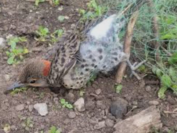 Migori farmers stop mice and birds halving seedlings with netting tunnels and traps