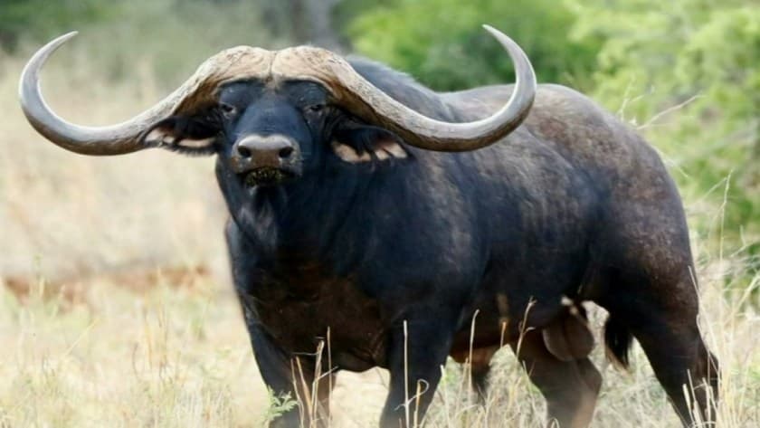 Two Injured as buffaloes terrorise residents in Yatta, officials kill one animal