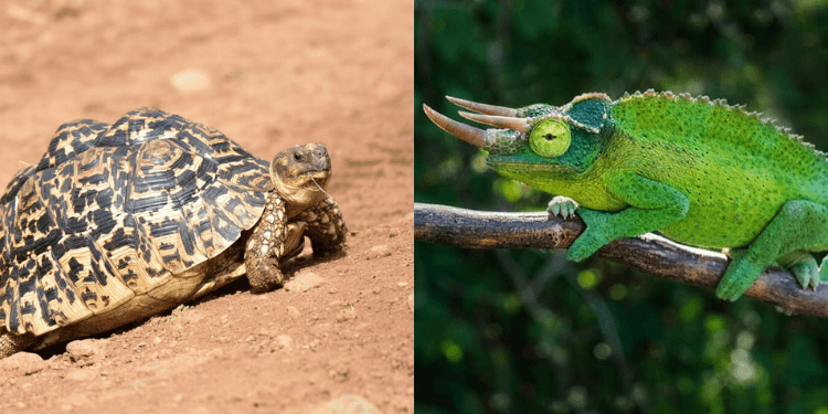 List of Most Exported Reptiles in Kenya