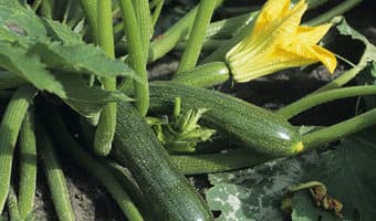 Farmer finds millions in courgettes