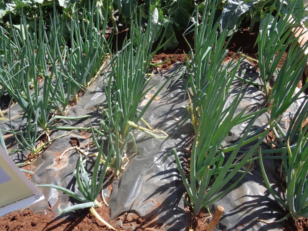 Plastic mulching technology for enhanced yields
