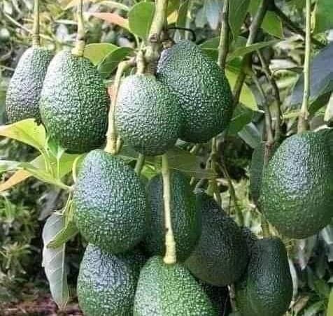 AFA clears avocado export, warns against immature harvesting