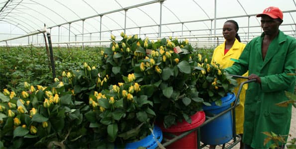 Kenya’s flowers, fruits and vegetable earnings increase by 33 per cent in eight months