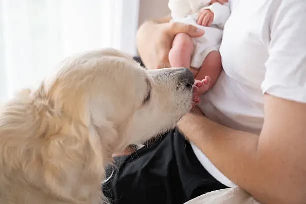 How to Introduce a Dog to a New Baby