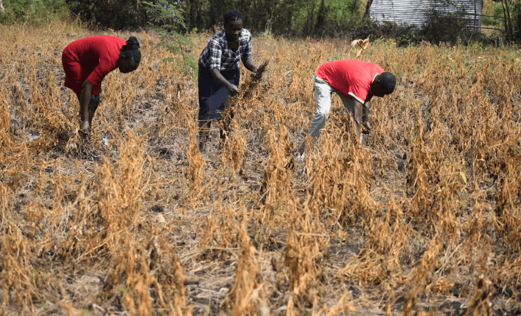 Homa Bay farmers embrace soya farming for economic growth