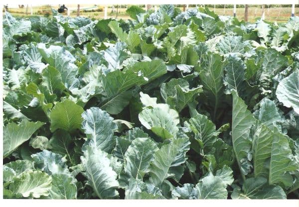 Study: Organic agriculture generates comparable yields for income and health benefits for farmers
