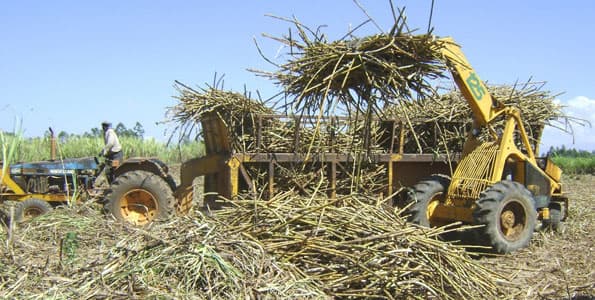 Government directive increases sugarcane buying price by 10%