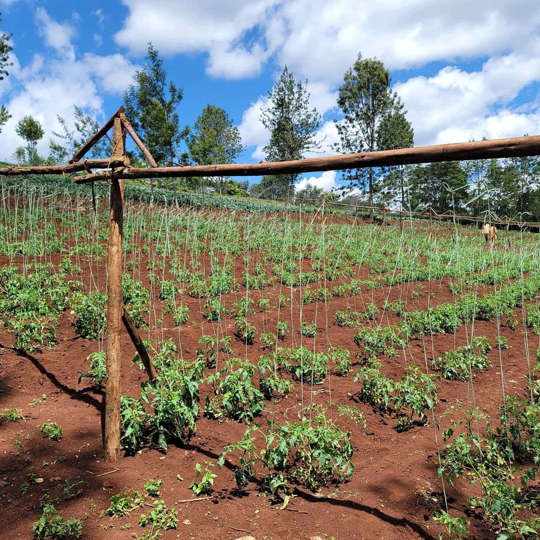 Innovative new service helps farm, market produce for ‘office farmers’