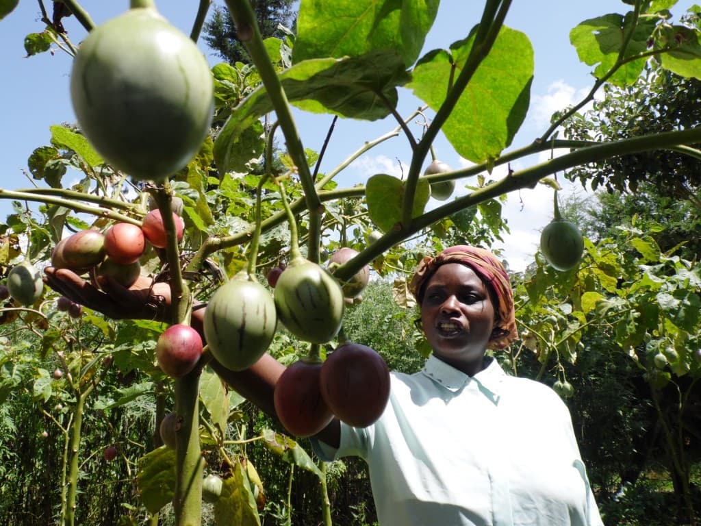 Fruits buy maize for farmer’s family
