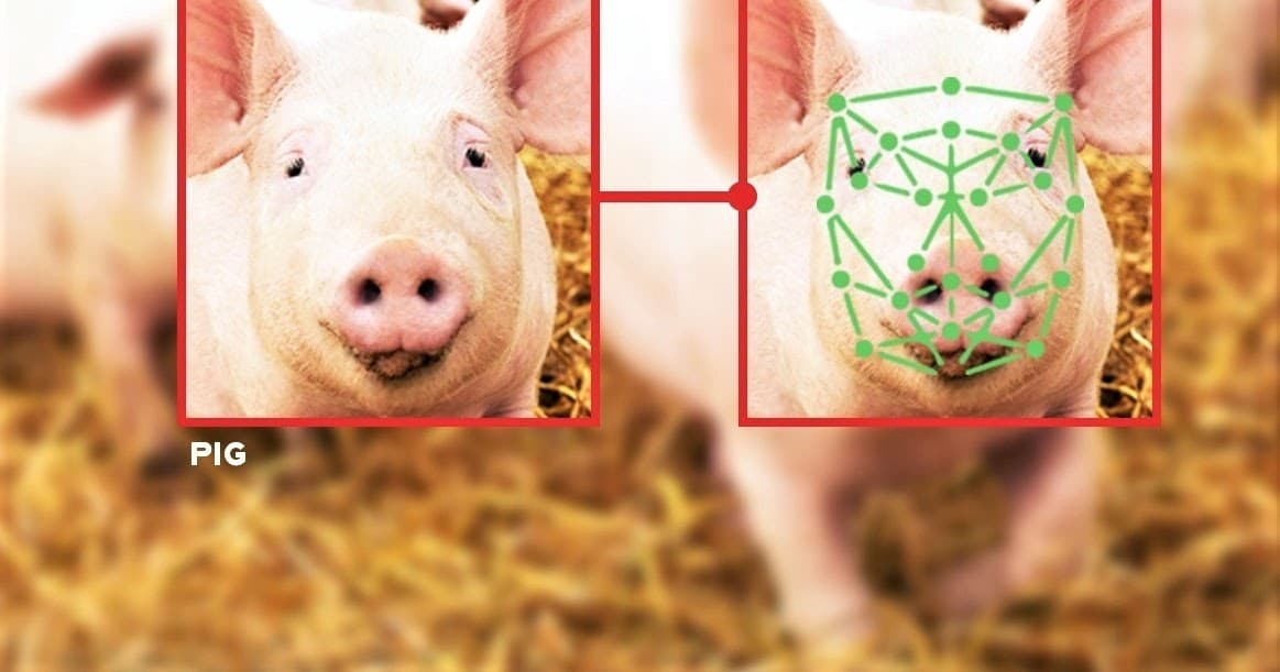 How AI is Being Used to Reveal Emotions in Animals