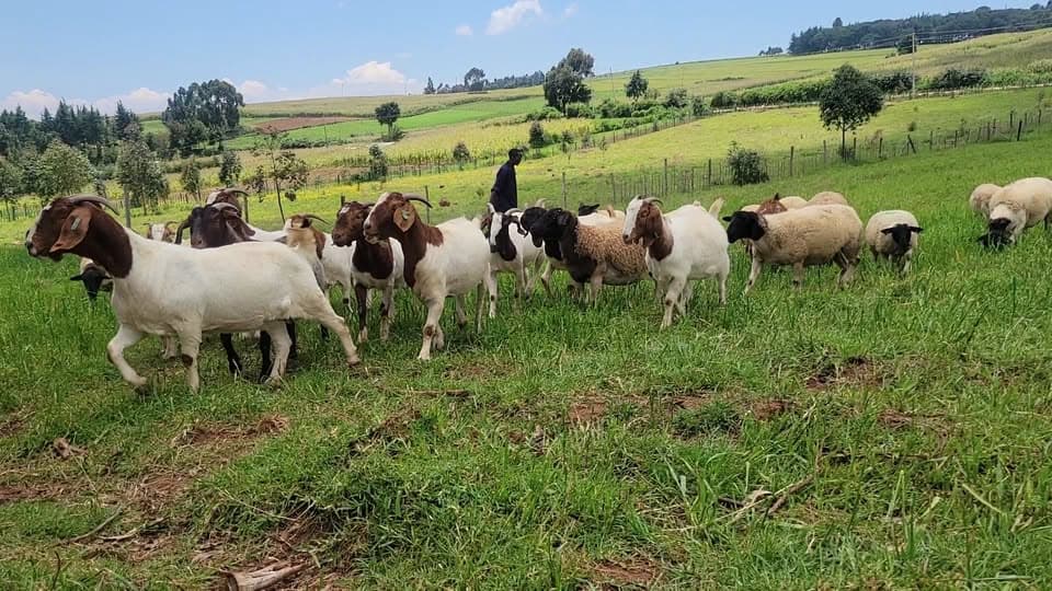 Samson Ng’etich: Molo farmer running biggest Hampshire farm in the country