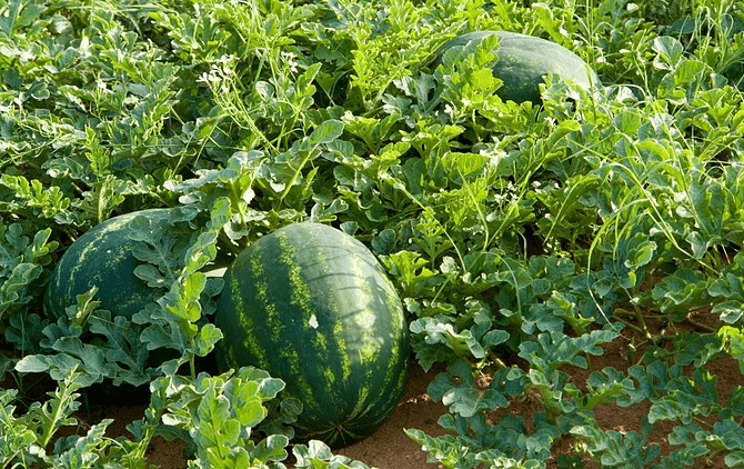 Farmers ditch coffee for watermelon on quick returns