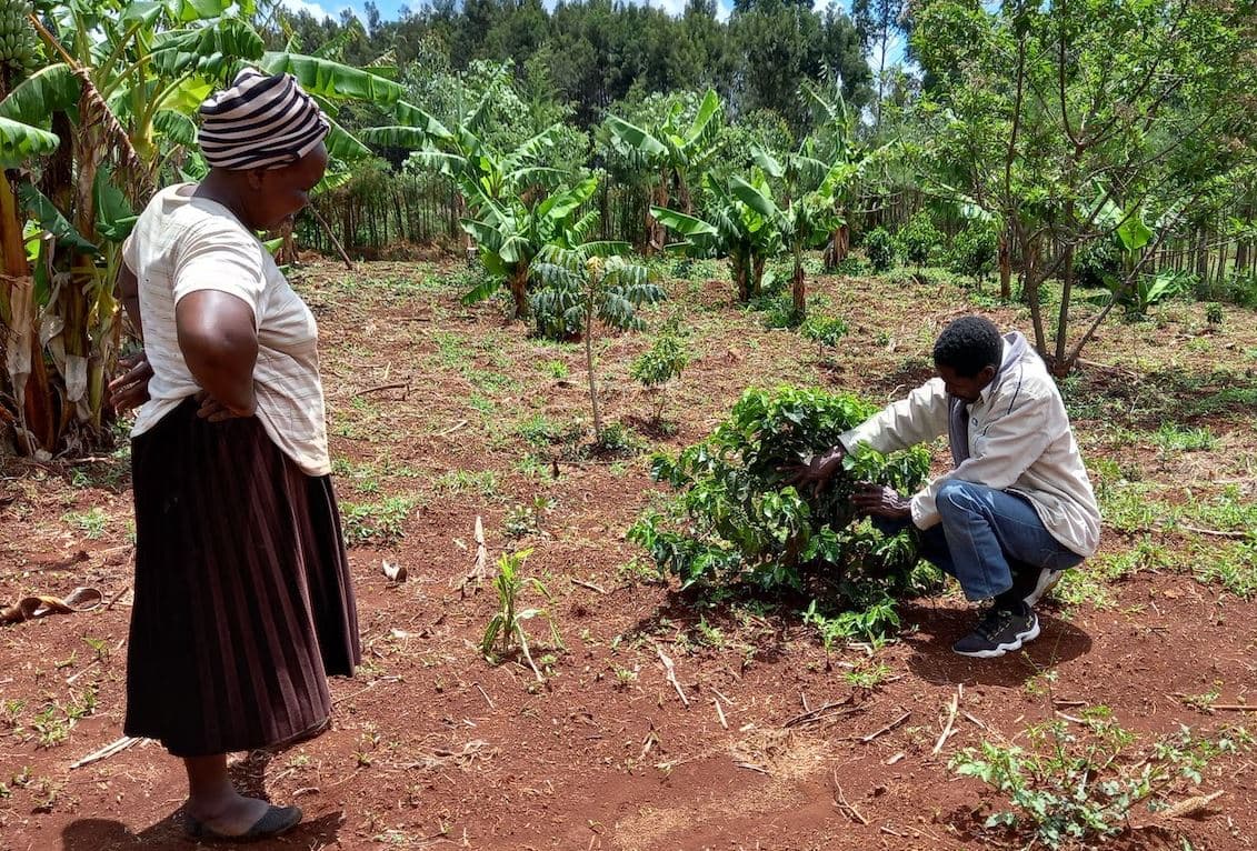 Govt Bundles Crop Insurance With Subsidised Fertiliser, Targeting 250,000 Smallholders