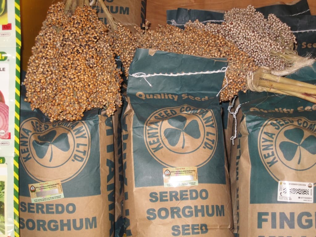 Dry land crops to curb hunger and malnutrition developed