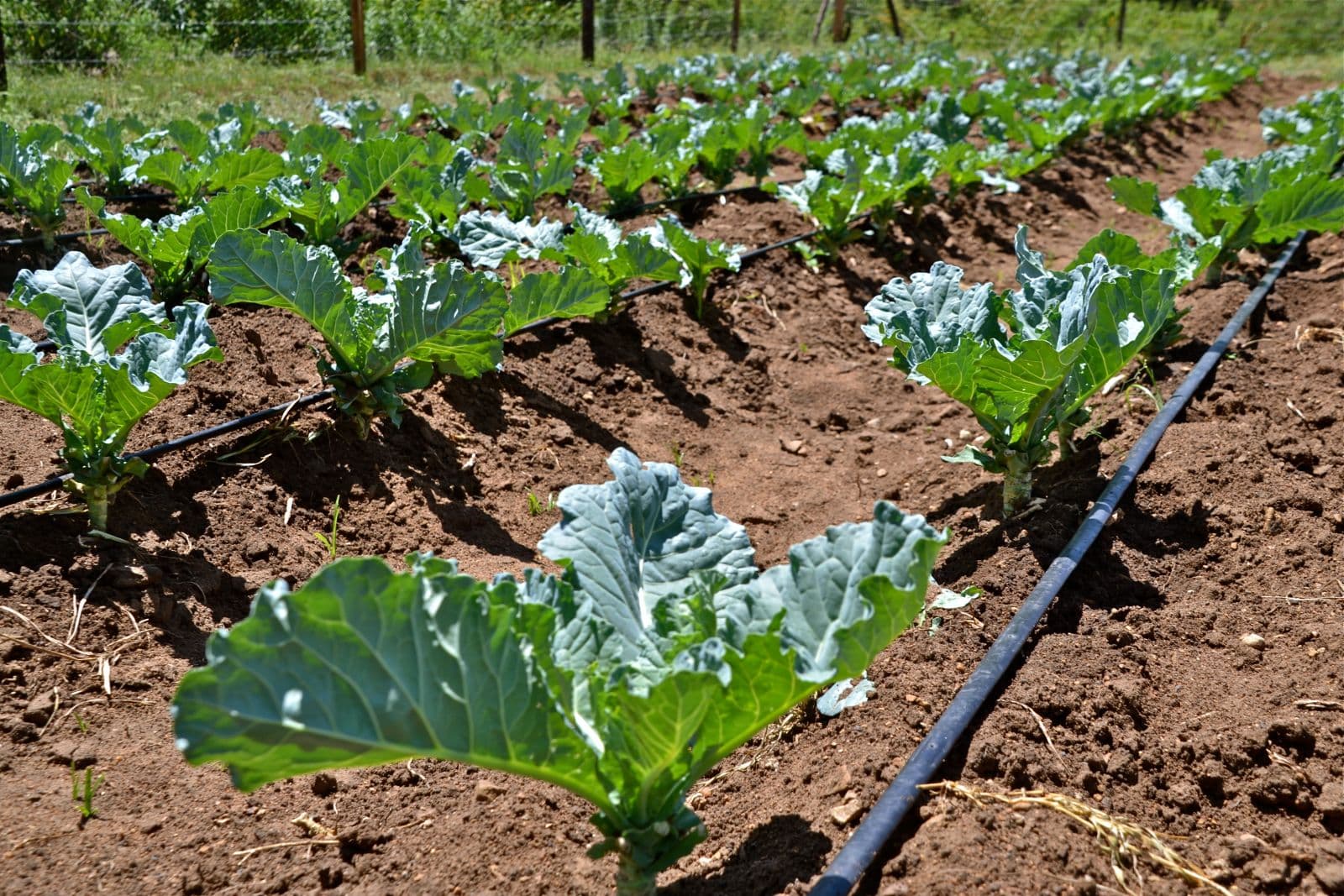 Netherlands approves funds to implement a Climate & Food Security programme in Kenya, Tanzania and Uganda