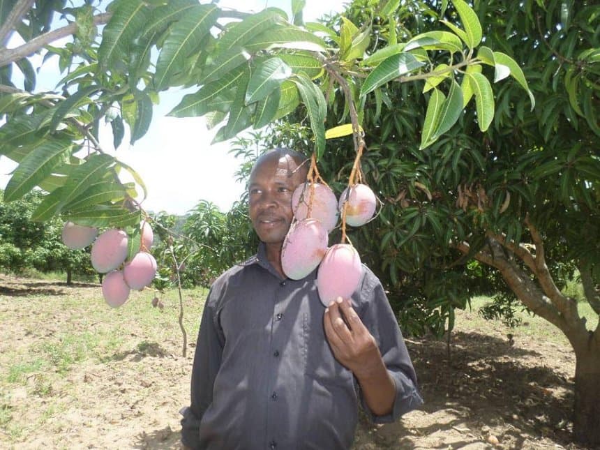 Mango juice factory to benefit 12,000 Makueni farmers