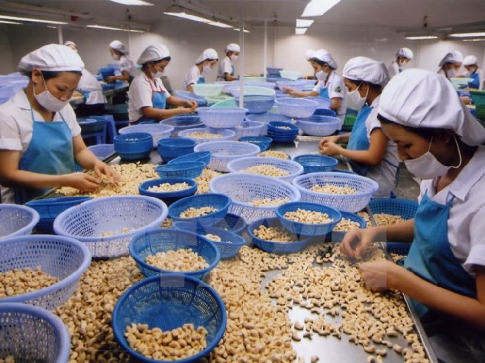Cashewnut processing company in Kilifi in urgent need of farmers to grow the crop