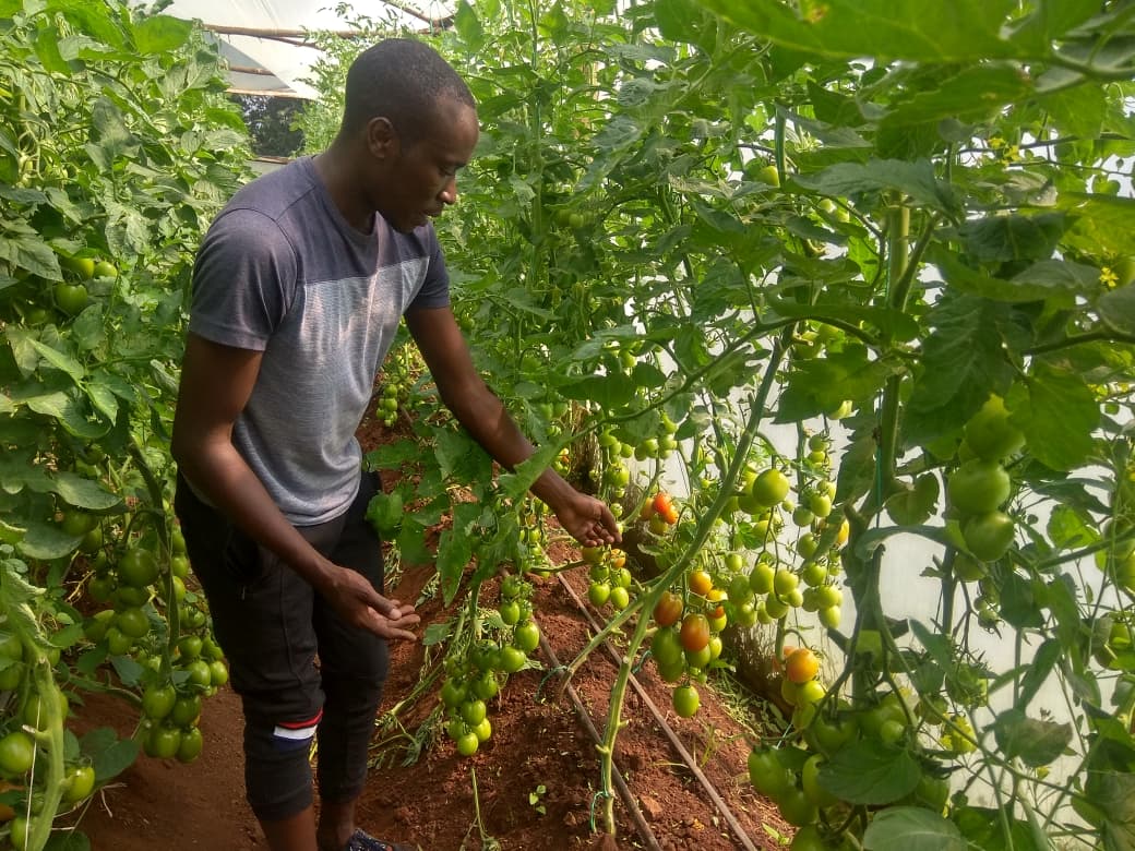 Nandi farmer makes over Sh1.5m a season from tomato, tea and cabbage sales