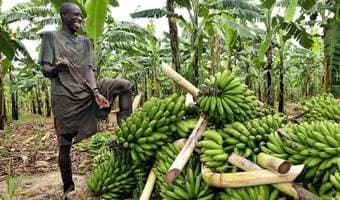 Ugandan farmers to go modern with US farmers’ support