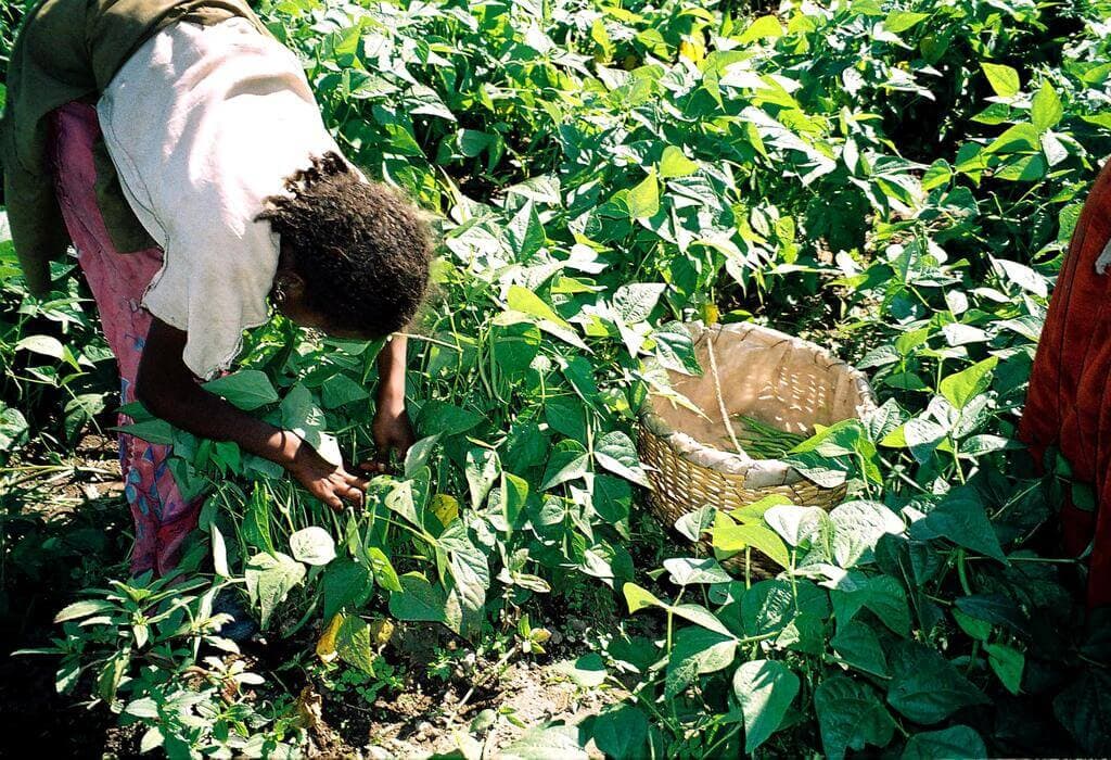 Kenya’s only MRL tester safeguards export farmers from lost millions