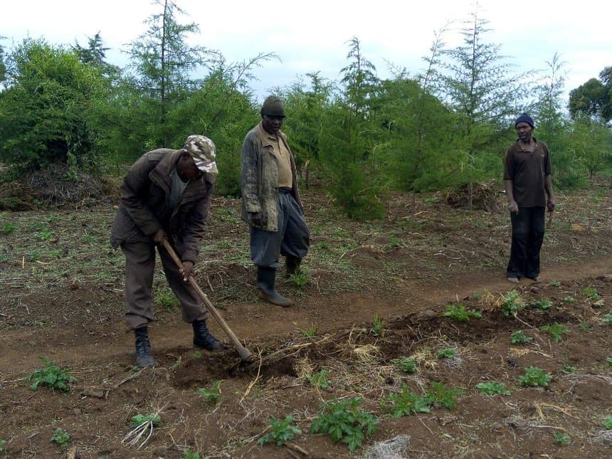 Government gives Meru farmers free forest land to grow potatoes and peas