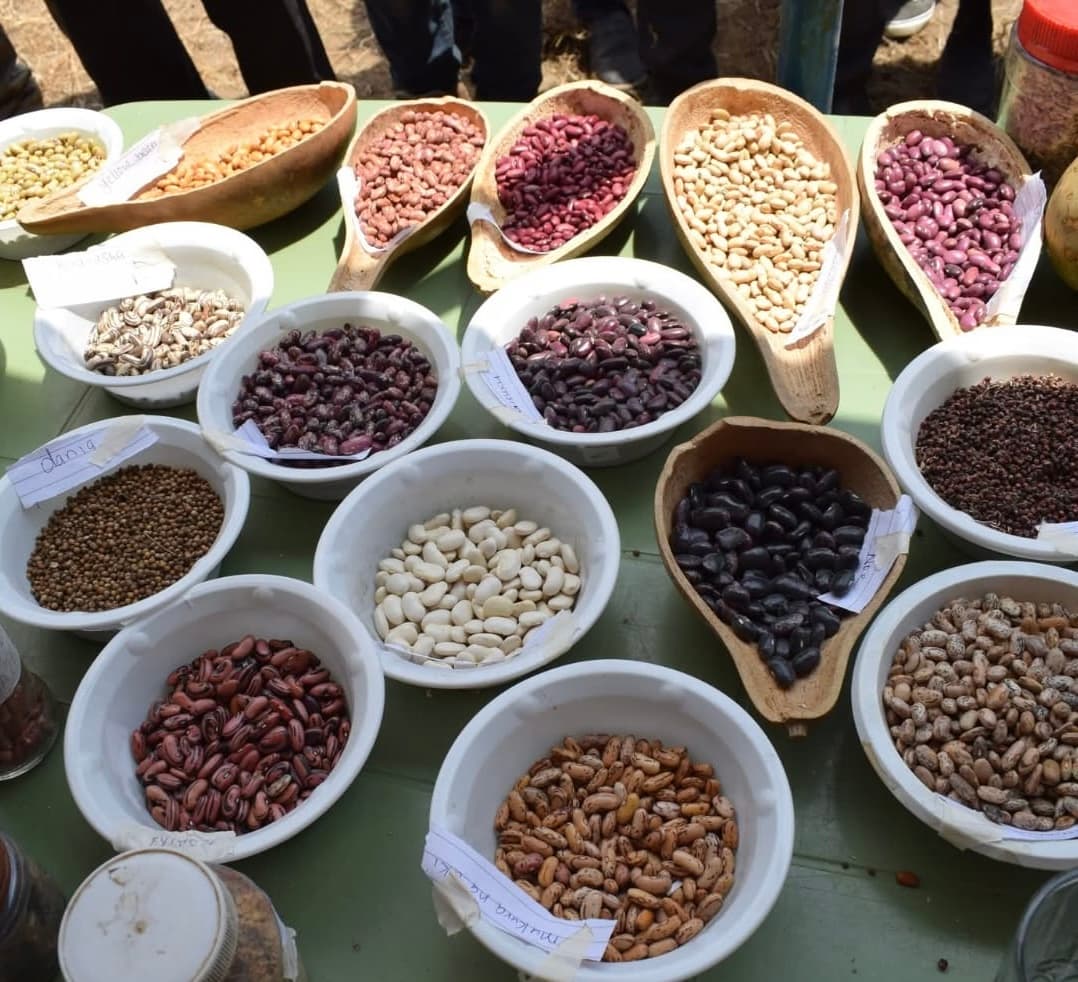 Shadow cast over farmer seed trading by KePHIS appeal