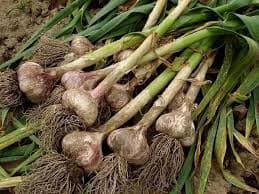 Farmers: Forget about export, Kenyan local market in need of 1,000mt of garlic yearly