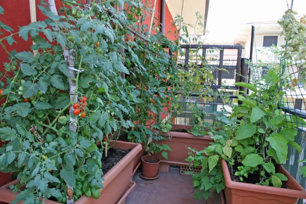 Farmer championing rooftop gardening in Mombasa