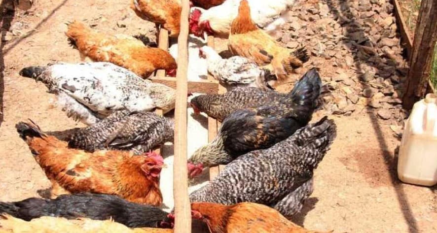 Youth-led poultry venture boosts livelihoods in Tinderet village