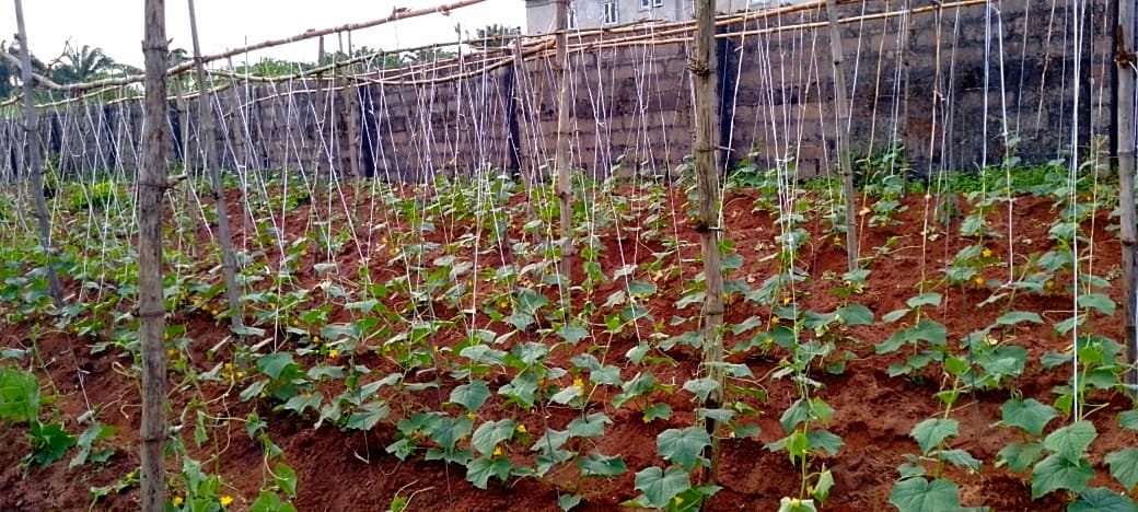 Nigerian farmer doubles cucumber yields by staking vines
