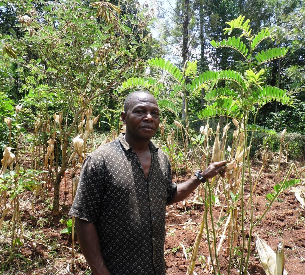 Farmers use weeds to tame crop destroying moles