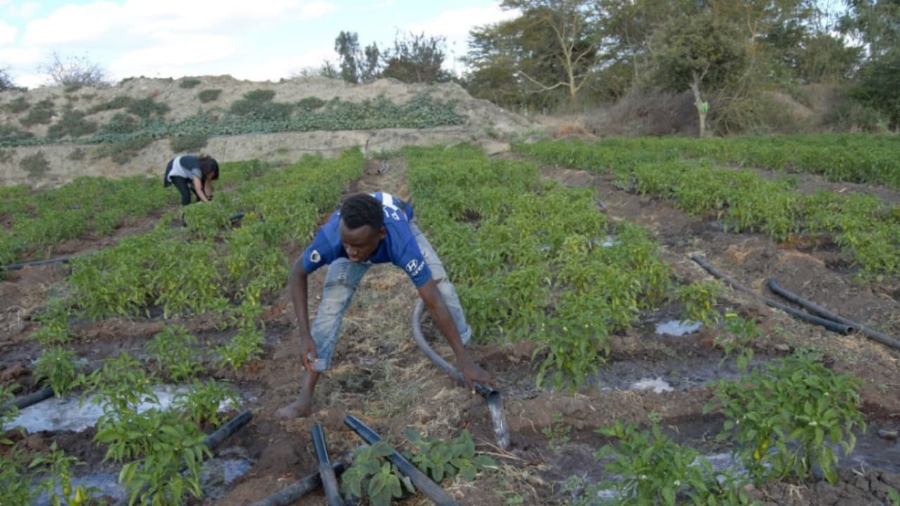 Water in the Dryness: Eastern Kenya-based Rehabilitation Project Turns a Semi-desert Green