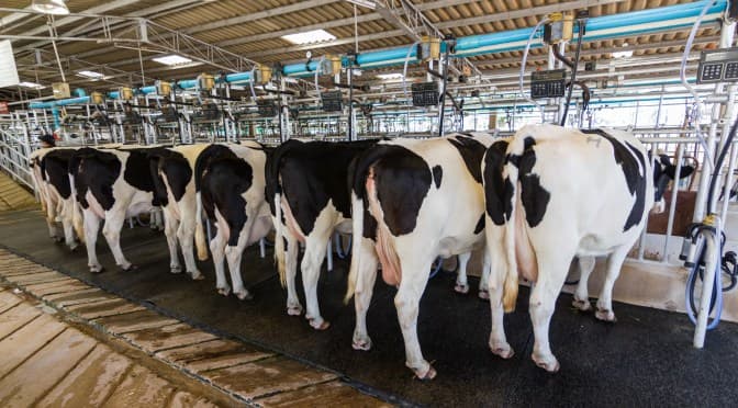 Government to establish livestock Embryo Transfer facility to boost breeds